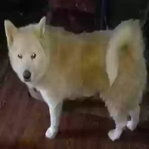 /images/pets/original/2182256_actual_three.webp