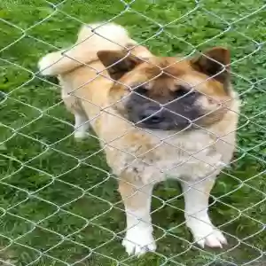 adoptable Dog in Mineral Bluff, GA named Boo Baby