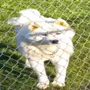 adoptable Dog in Mineral Bluff, GA named Two Tone