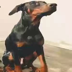 adoptable Dog in Richmond Hill, NY named Unknown