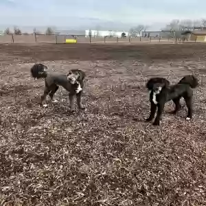 adoptable Dog in Saint Charles, IL named Kobe and Yogi