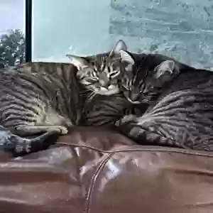adoptable Cat in Lawrenceville, GA named Action and mufasa