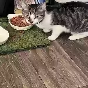 adoptable Cat in Atlanta, GA named Remy