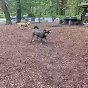 adoptable Dog in Seattle, WA named Hope