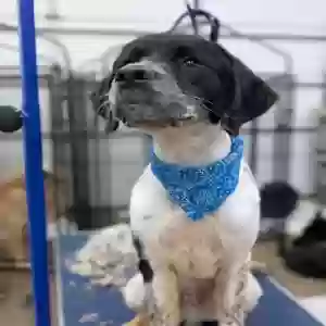 /images/pets/original/2182279_18586_IMG_20250411_112058.webp