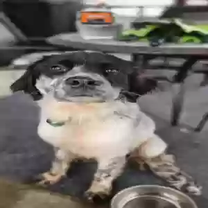 adoptable Dog in Indianapolis, IN named Marshall