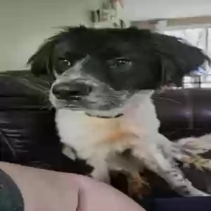 /images/pets/original/2182279_55473_Snapchat-103257803.webp