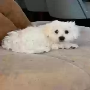 adoptable Dog in Fredericksburg, VA named Princess Marshmallow
