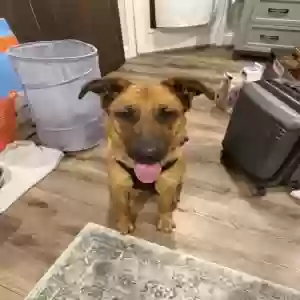adoptable Dog in Flower Mound, TX named Nova