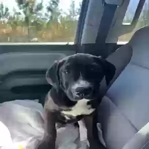 adoptable Dog in Gates, NC named Daisy