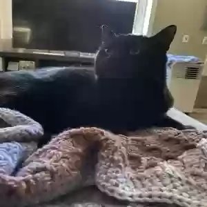 adoptable Cat in Port Hadlock, WA named Moscow