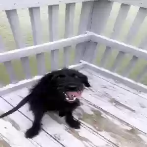 adoptable Dog in Fort Valley, GA named Finn
