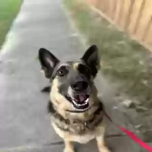 adoptable Dog in Mckinney, TX named Bella