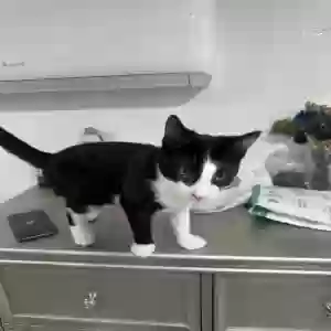 adoptable Cat in Ozone Park, NY named Alex