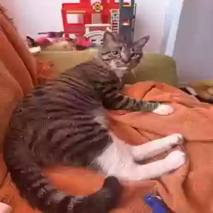 adoptable Cat in Bronx, NY named Mimo