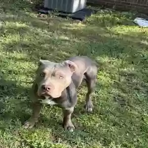 adoptable Dog in Forest Park, GA named Unknown