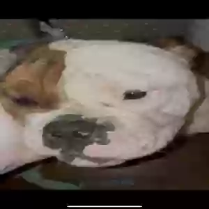 /images/pets/original/2182313_actual_two.webp