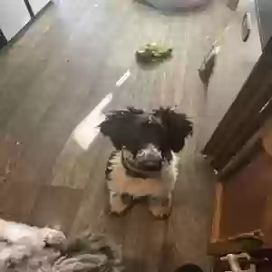adoptable Dog in Trussville, AL named Zoro
