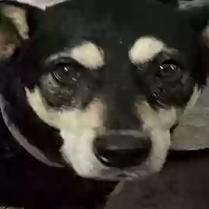 adoptable Dog in Rome, GA named Daisy