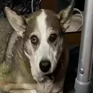 adoptable Dog in Rome, GA named Bella