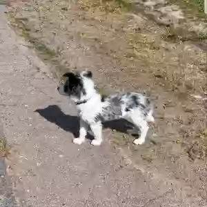 adoptable Dog in Los Angeles, CA named Kikky