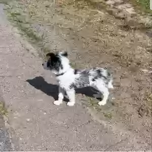 adoptable Dog in Virginia Beach, VA named Kikky