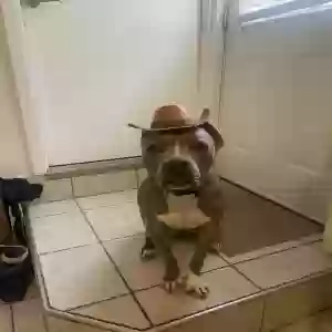 adoptable Dog in San Leandro, CA named Diva