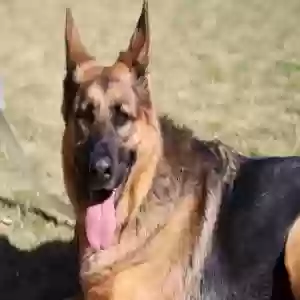 adoptable Dog in Duluth, GA named Emma