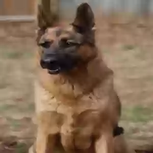 /images/pets/original/2182357_actual_two.webp