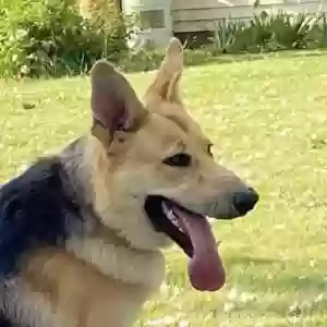 adoptable Dog in Sublette, IL named Yōna