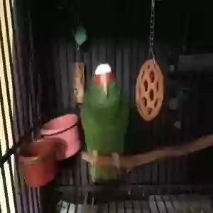 adoptable Bird in Rohnert Park, CA named durango
