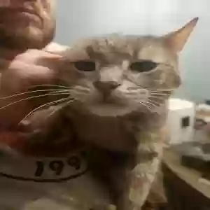 adoptable Cat in Cincinnati, OH named Fidget