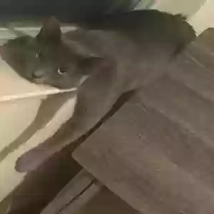 adoptable Cat in Fairburn, GA named Storm
