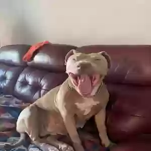 adoptable Dog in Orlando, FL named NINA