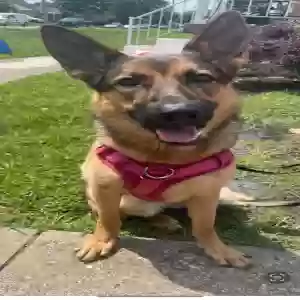 adoptable Dog in Cincinnati, OH named Luna