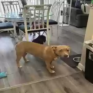 adoptable Dog in Suitland, MD named Pebbles