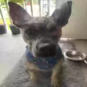 adoptable Dog in Simpsonville, SC named Moose