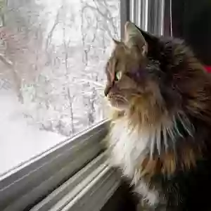 adoptable Cat in Chicago, IL named Lucy