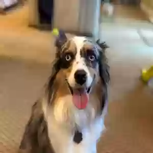 adoptable Dog in Los Gatos, CA named Nala