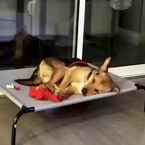 adoptable Dog in Dallas, TX named Max
