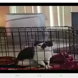 adoptable Cat in League City, TX named Uncle Fester