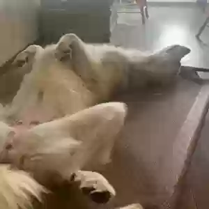adoptable Dog in Fulton, MO named Unknown