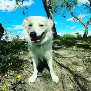 adoptable Dog in Houston, TX named Cuddles