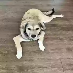adoptable Dog in Huntertown, IN named Navani