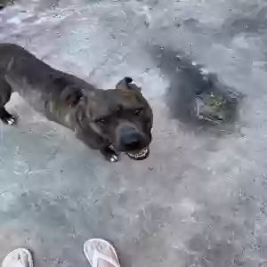 adoptable Dog in Williamson, WV named Jackson