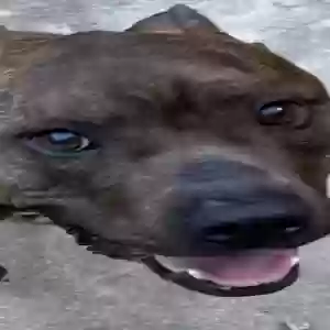 /images/pets/original/2182406_actual_three.webp