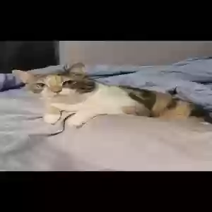 adoptable Cat in Joliet, IL named Eliza