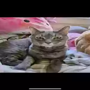 adoptable Cat in Duluth, GA named Levi