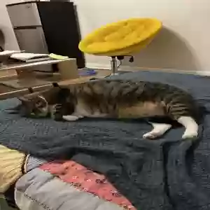 adoptable Cat in Lawrenceville, GA named Simba