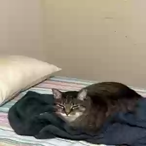 /images/pets/original/2182414_actual_three.webp